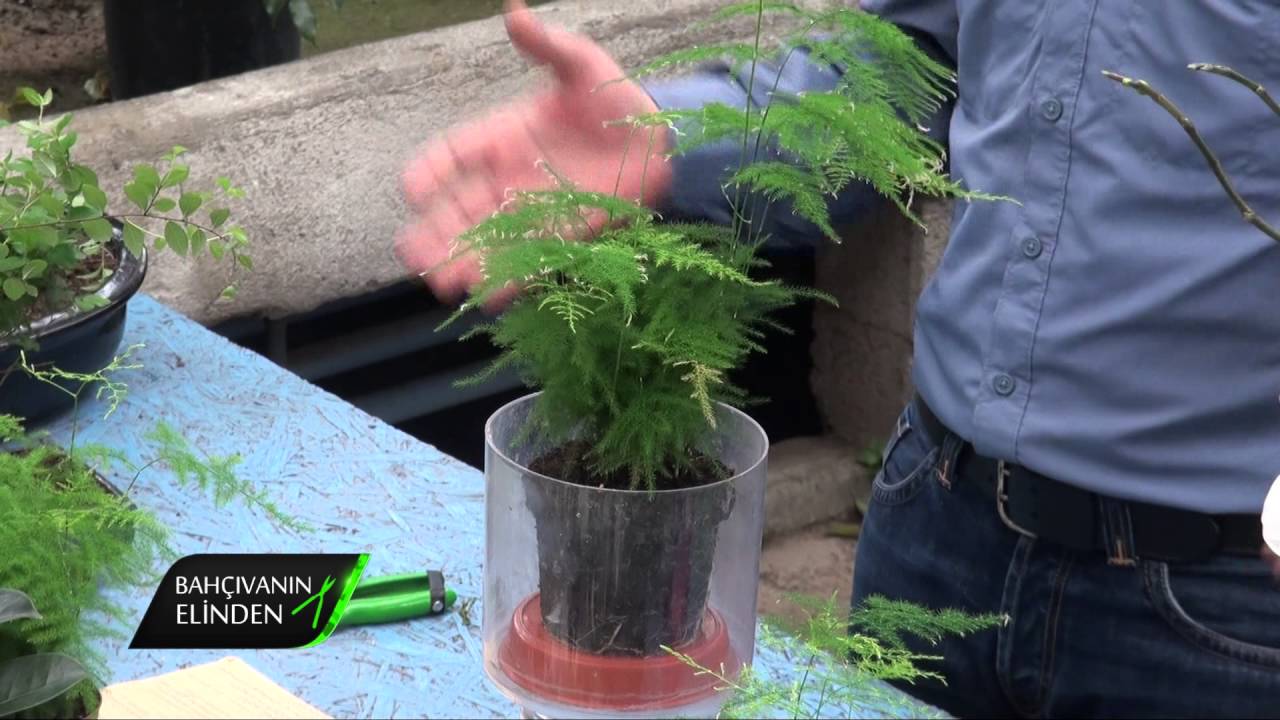 BAHCIVANIN ELINDEN ASPARAGUS VE BONZAI BITKISININ BAKIMI 2 PARCA