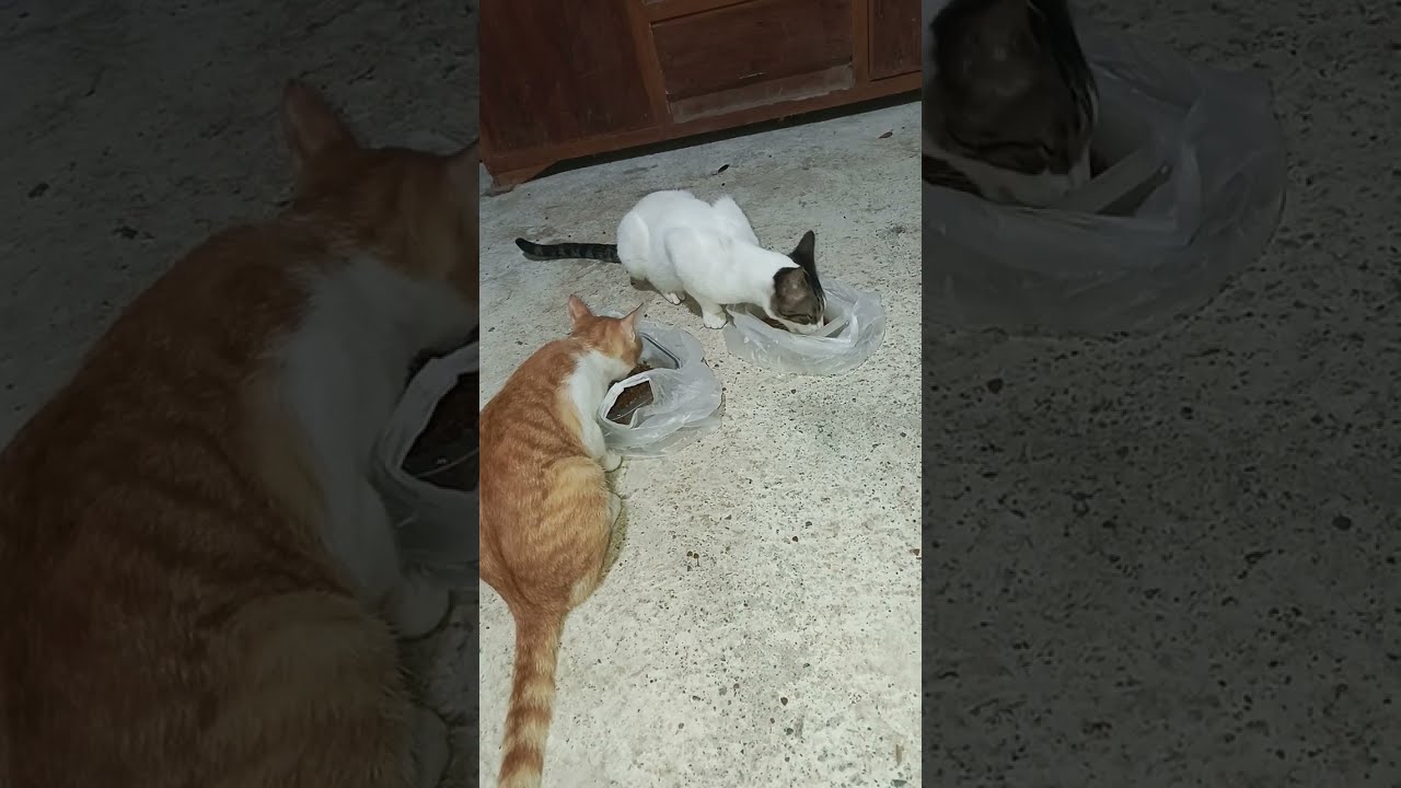 VID_20260105_050524 Lion eating delicious and his uncle, when Tony stop and go to kitchen,...
