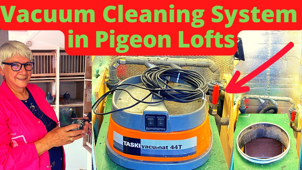 AMAZING Pigeon Lofts Cleaning - New System - How We Built It In Pigeon Loft (PART 1)