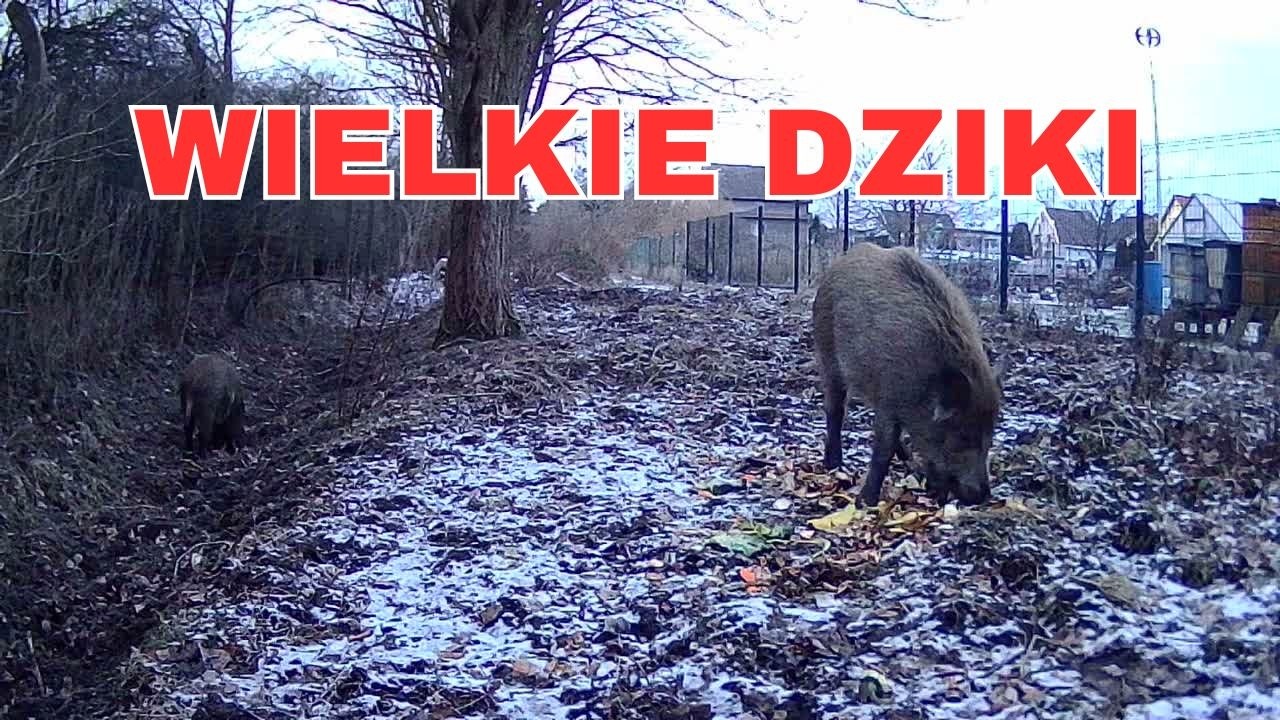 Wielkie Dziki szukają jedzenia #cameratrap #fotopułapka #wildschwein