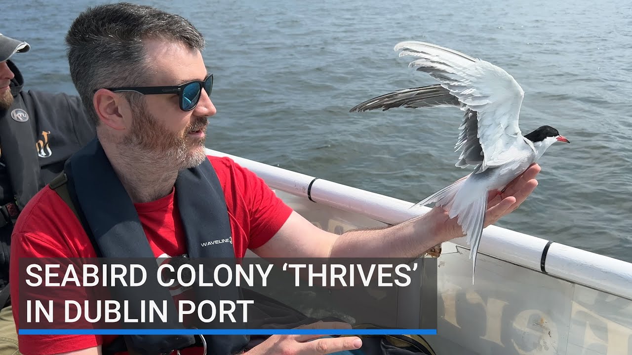 Tern for the better: Seabird colony 'thrives' in Dublin Port