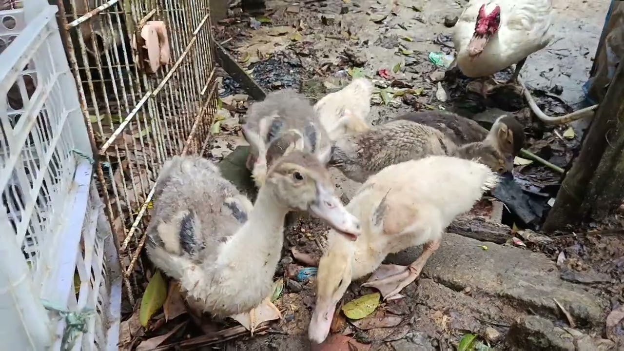 Pakan entok usia 1bulan