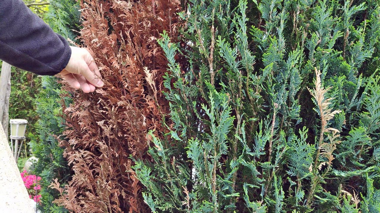 Blaue Scheinzypresse - Hecke hat braune Stellen (Ursachen + L&ouml;sung)