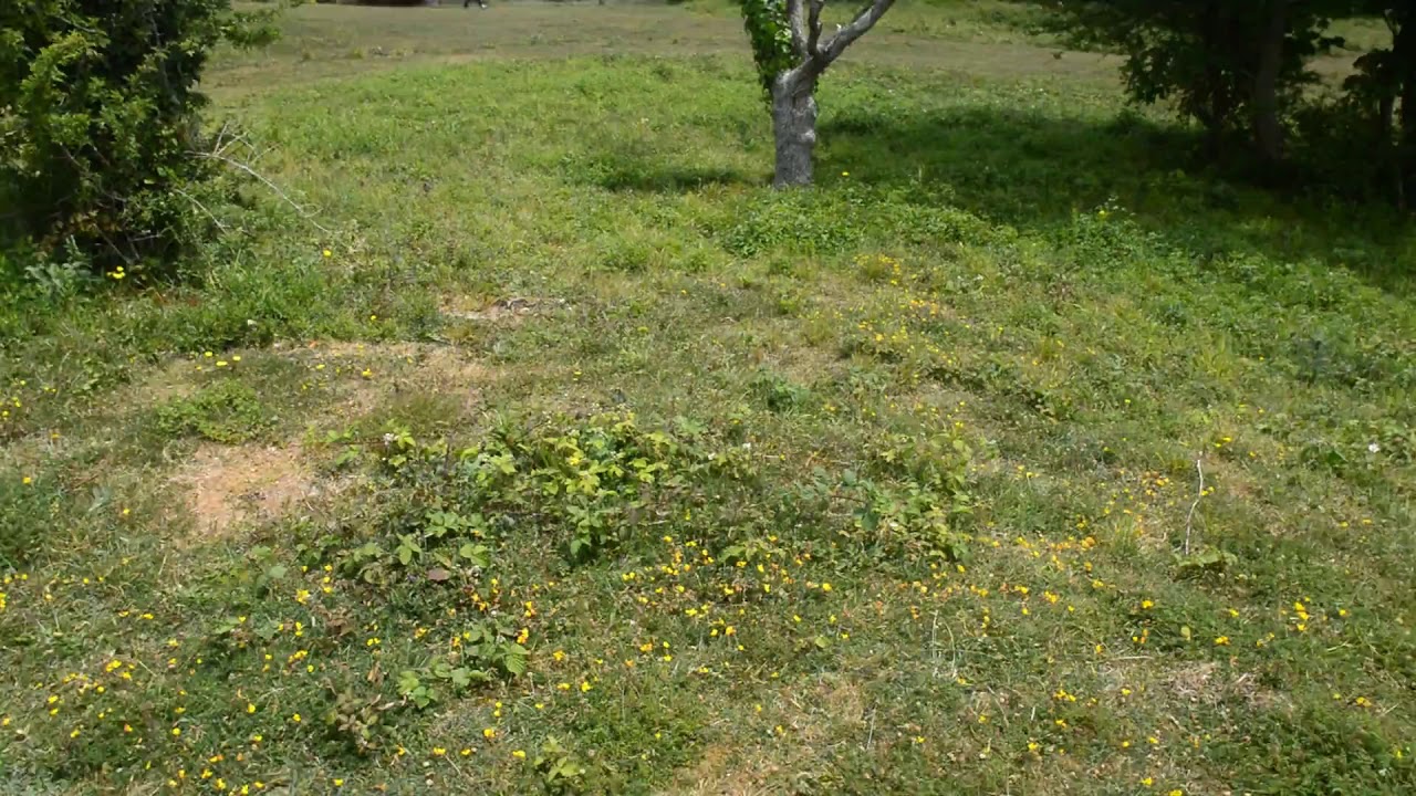 Brading Down Neolithic Field System 070620