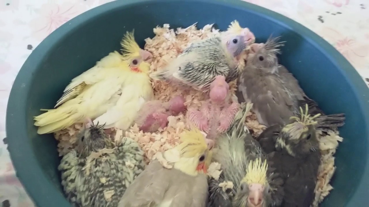 A minha Calopsita come  as penas dos filhotes ..... o que Fazer?