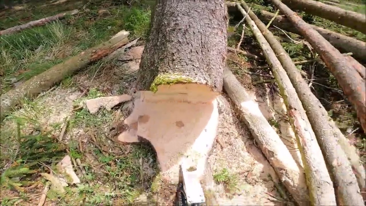 Work in the forest with STIHL MS 500i and felling wedge TR30-AQ - 26/22