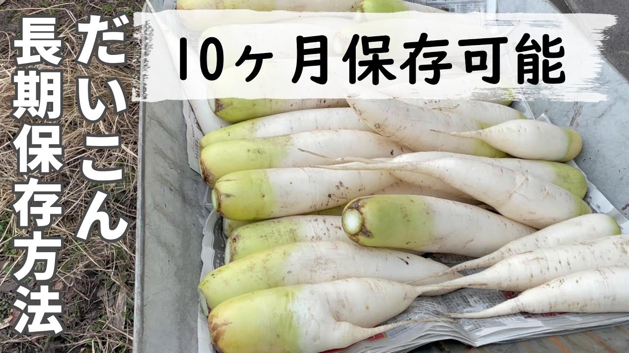 【食品長期保存】大根を生のままで10ヶ月間保存できました！＜超カンタン＞
