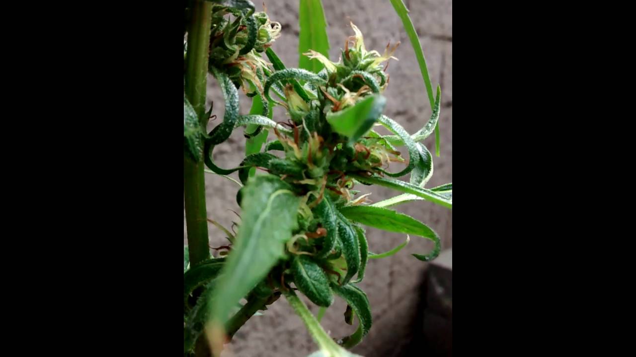 RUDERALIS de PreenSeeds - 05-JUNHO-2016 (HD 720p)