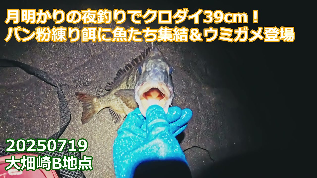 【釣り×水中映像】夜中にクロダイ39cm！パン粉練り餌に集まる魚たち、ウミガメとの初遭遇｜2025年7月19日