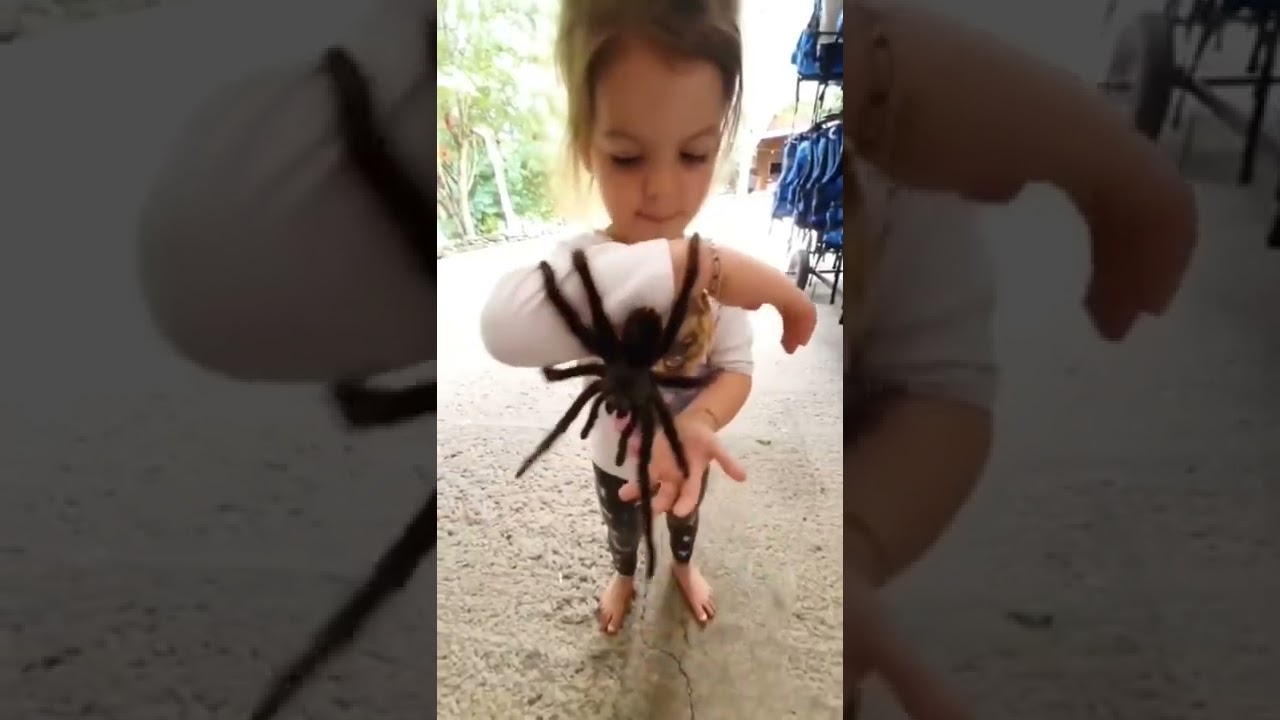 Little girl let&rsquo;s huge pet tarantula crawl on her #shorts