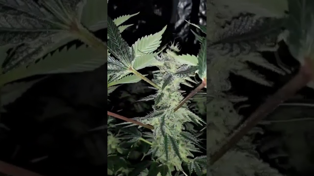After 8 OG covered with sexy trichomes