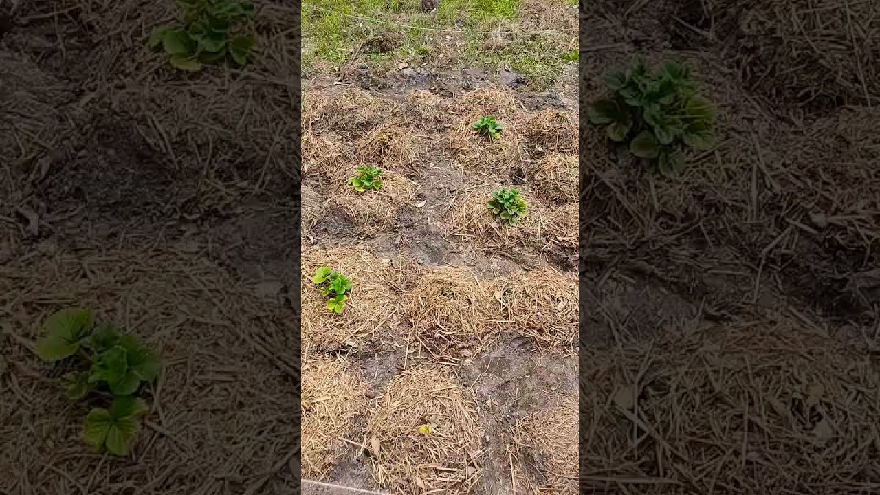 Updated my Seascape Strawberry bed in Green Swamp, FL 