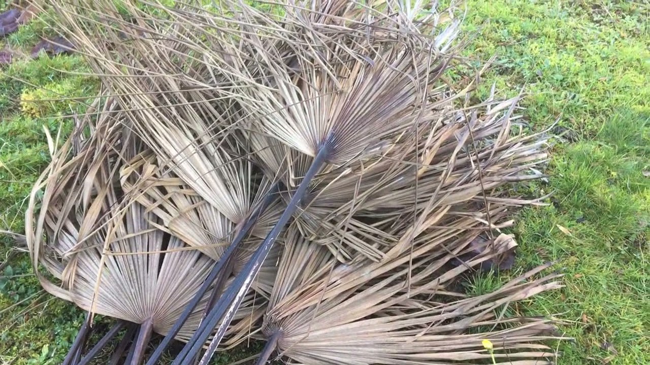 81 - Faut il couper les feuilles jaunes des palmiers ?
