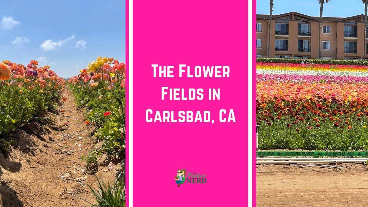 Visiting The Flower Fields in Carlsbad, California