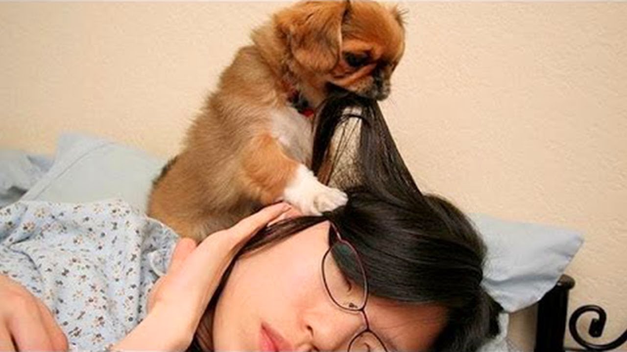 Cute ANNOYING DOGS WAKE UP OWNERS 😂 Cutest Fur Alarm Clock