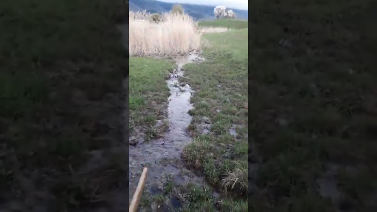 იონჯა იტალიური პირველი ამოსვლა
