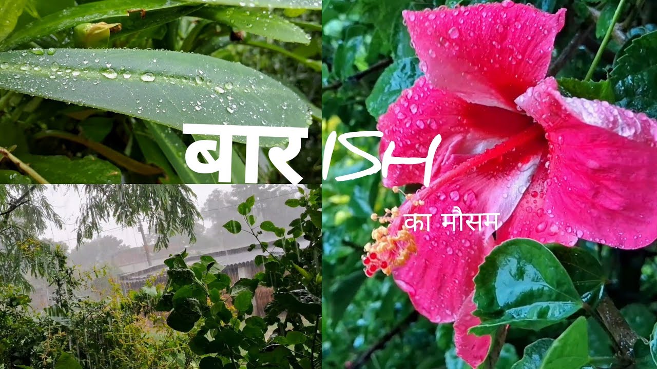 प्रकृति और बारिश की मस्ती / बारिश का मौसम / बारिश के मौसम का नजारा #nature #rain #beautyofnature
