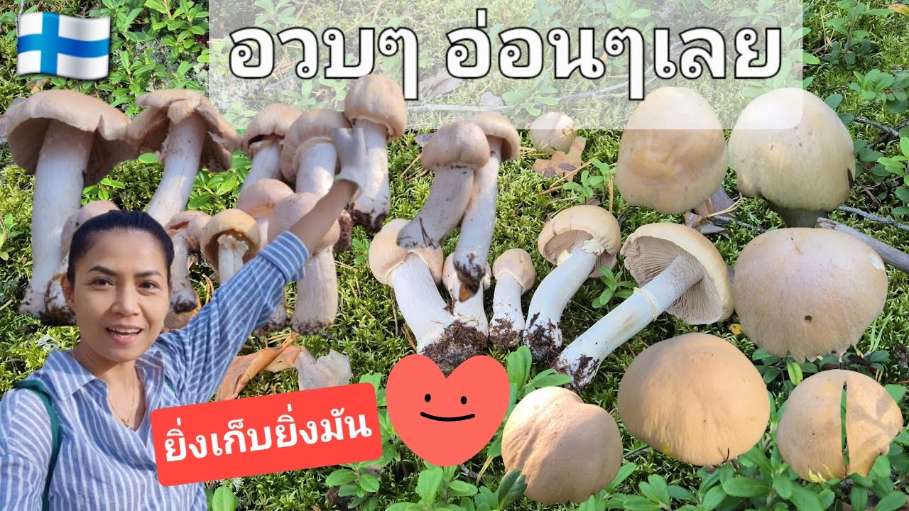 เก็บเห็ดปลวกฝรั่งแป๊บเดียวเต็มตะกร้า 😍 13.9.2025 🇫🇮