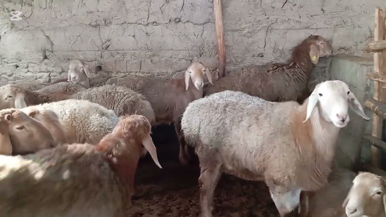 12 ta qoy Baraka boldi va yana sariq qoylar video davomida #arashan #bozorolami2025 #qoy #yutube 