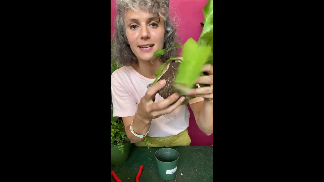 Plant Session 11  Saving Dying Plants Part 4