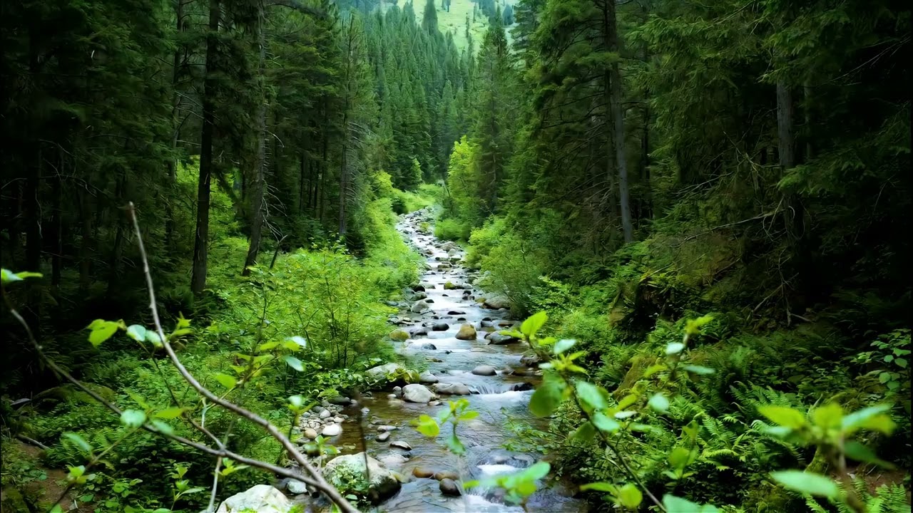 Forest Creek & Stream Ambience Sounds | Meditation, Stress Relief, Relaxation, and Anxiety Calm