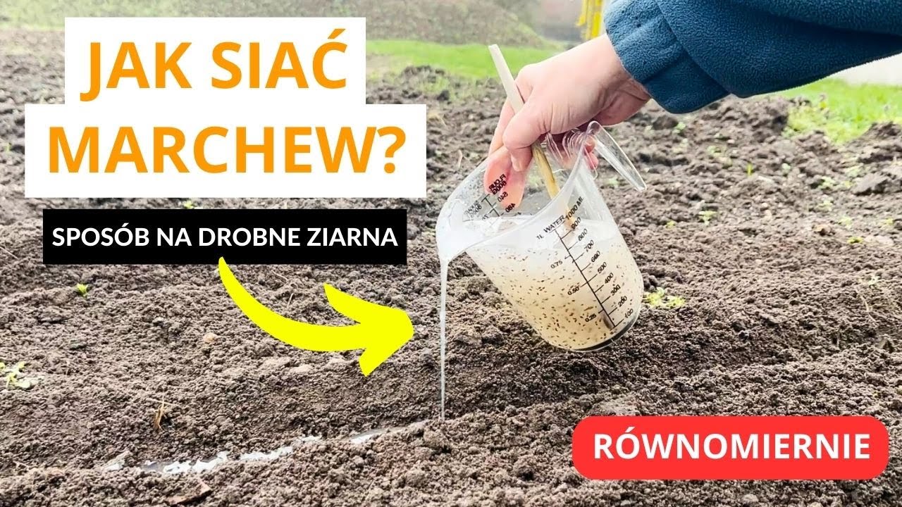 Jak siać marchew? Trik na równomierny wysiew z krochmalu