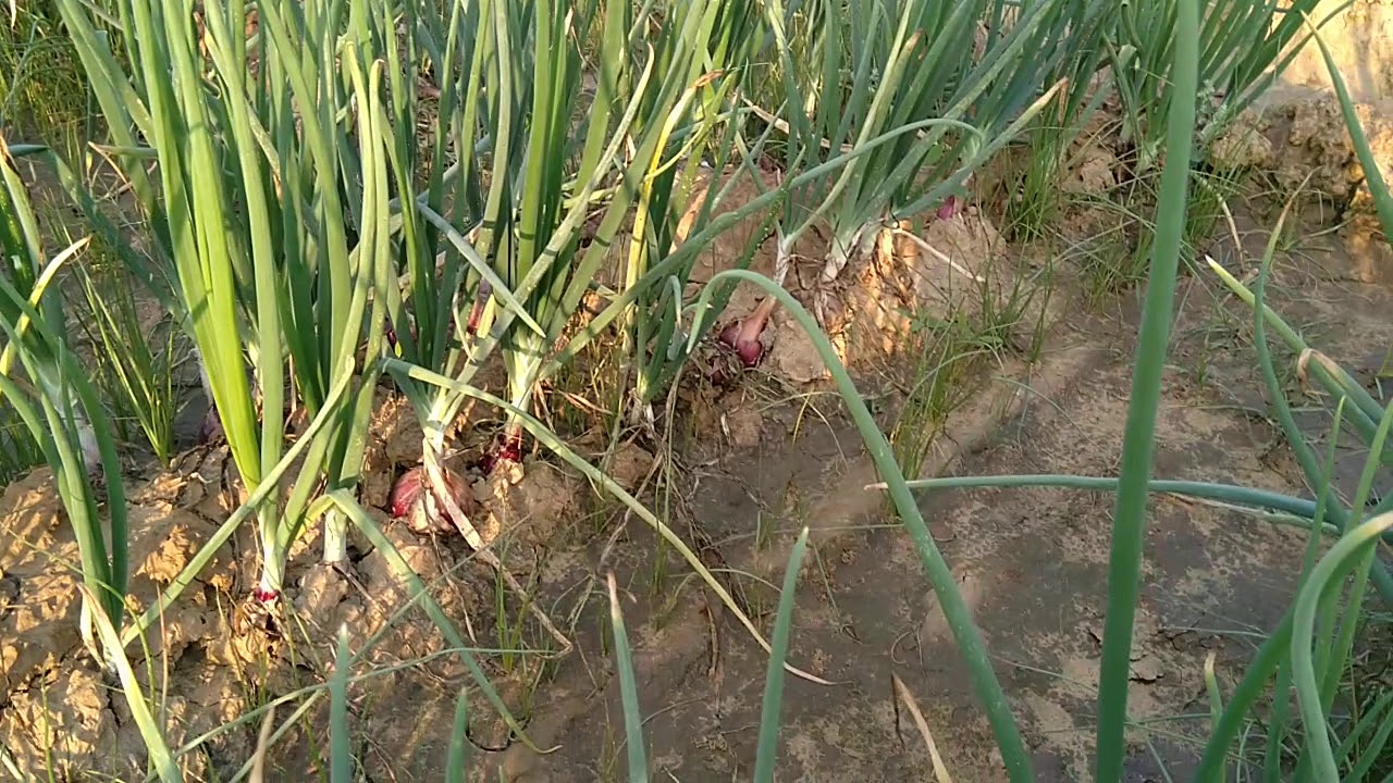 Onion field, flower, tip burn, blight, onion leaf