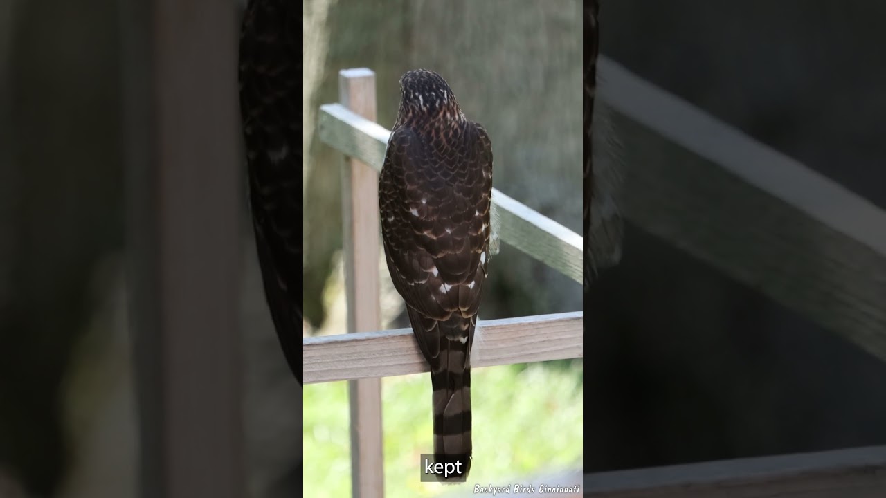 Coopers Hawk watching Goldfinches