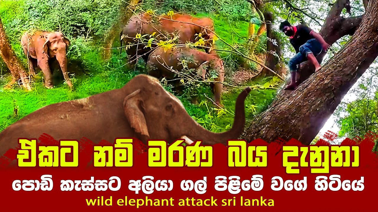 ඒකට නම් මරණ බය හොදටම දැනුනා |කැලේ යද්දි එක පාරම අලි ආවා | wild elephant attack @lakshithavlogs