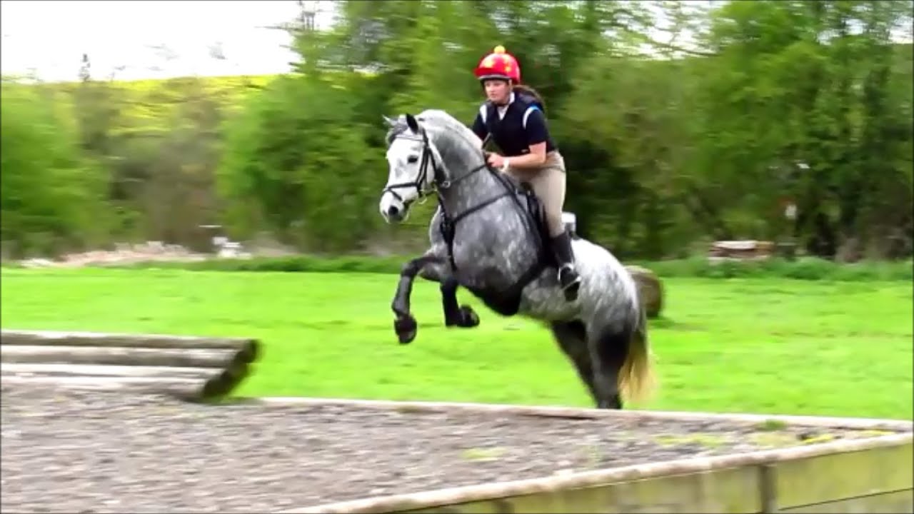 Nyah & Merry - Cross Country Schooling - Lincomb Equestrian Centre - 24th April 2016