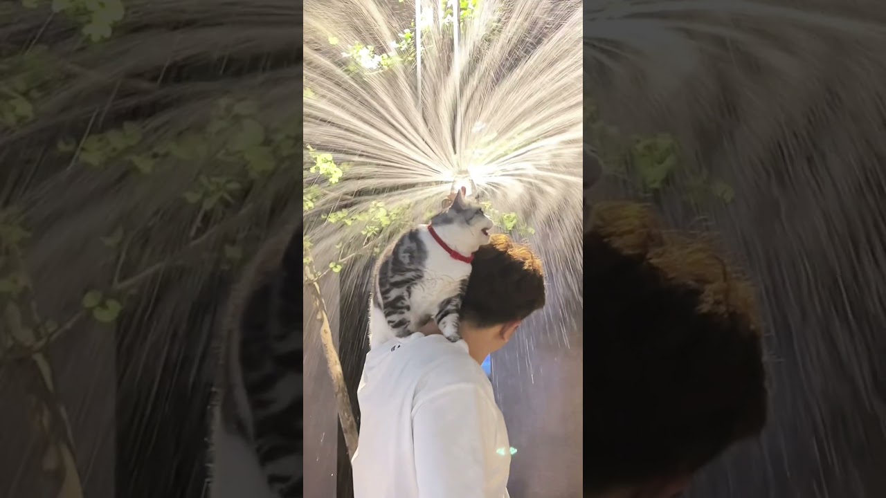 Cat: What a big shower head! 