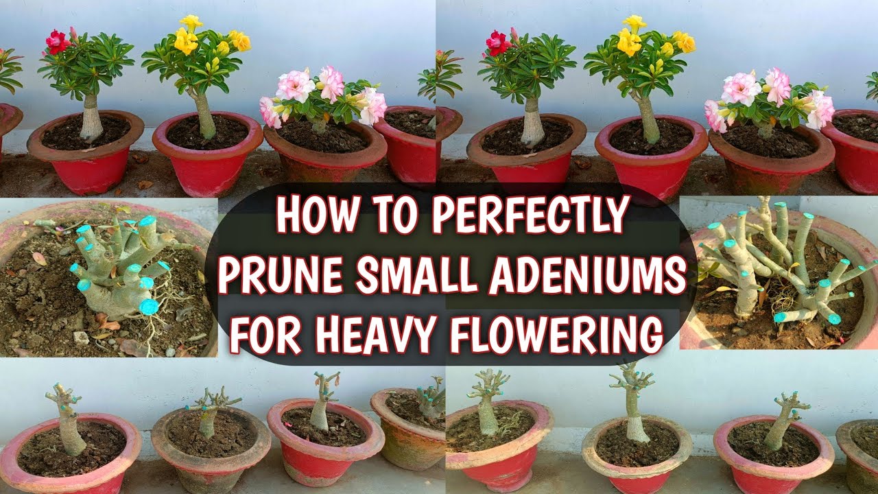 HOW TO PRUNE SMALL ADENIUMS FOR HEAVY FLOWERING | SMALL ADENIUMS PRUNING 