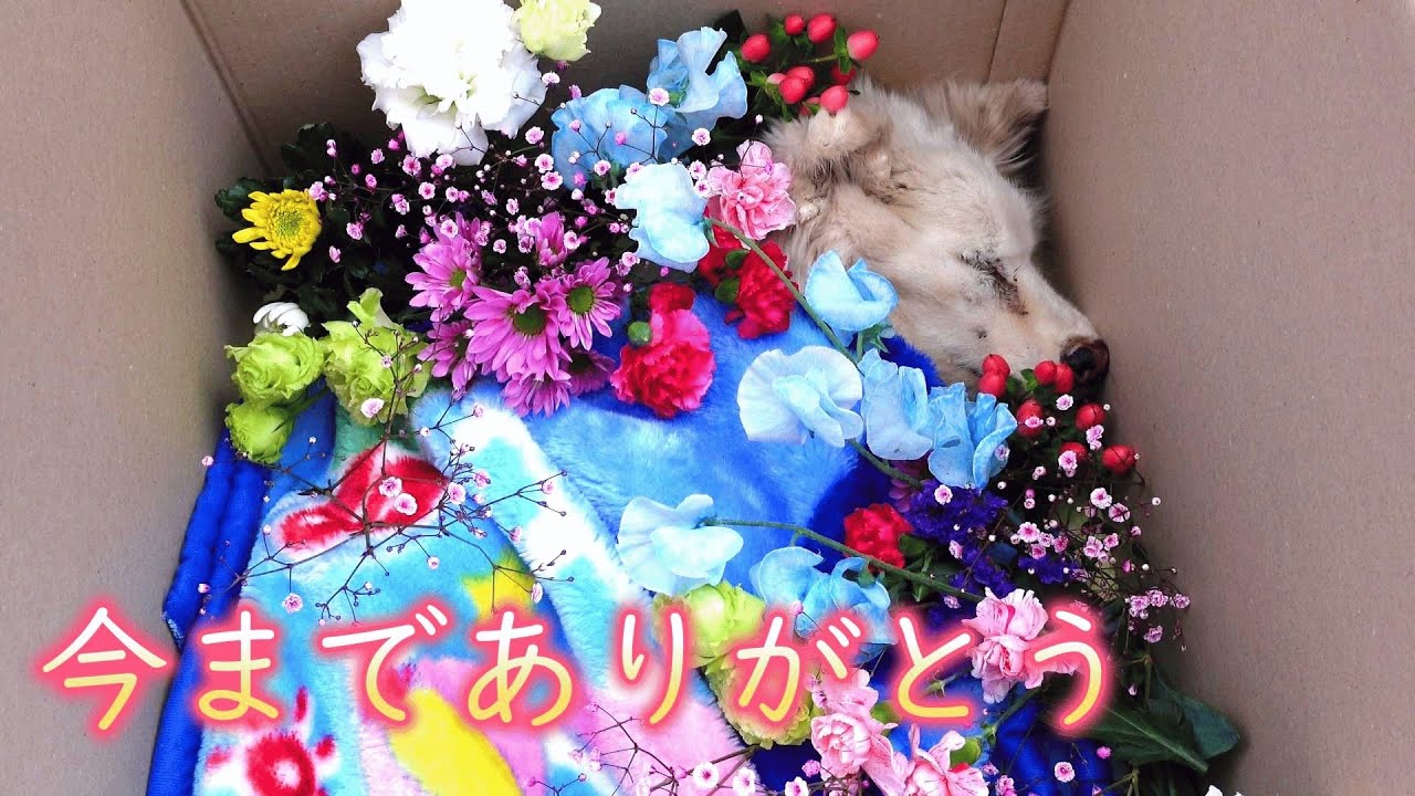 【虹の橋へ】16年連れ添った愛犬との最期の一週間