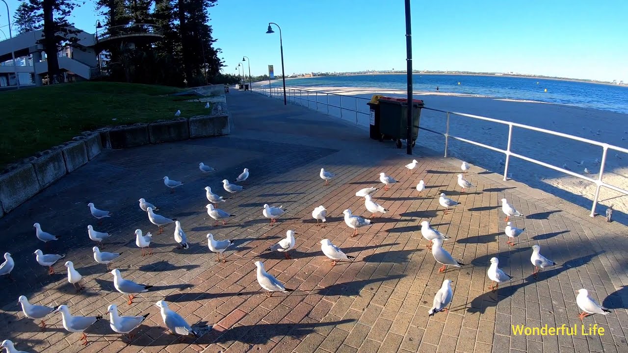 Seagulls fighting on the beach for food Seagulls attack each other The hunger games Funny bird fight