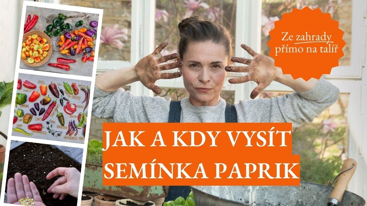 Výsev semínek paprik a na co si dát pozor