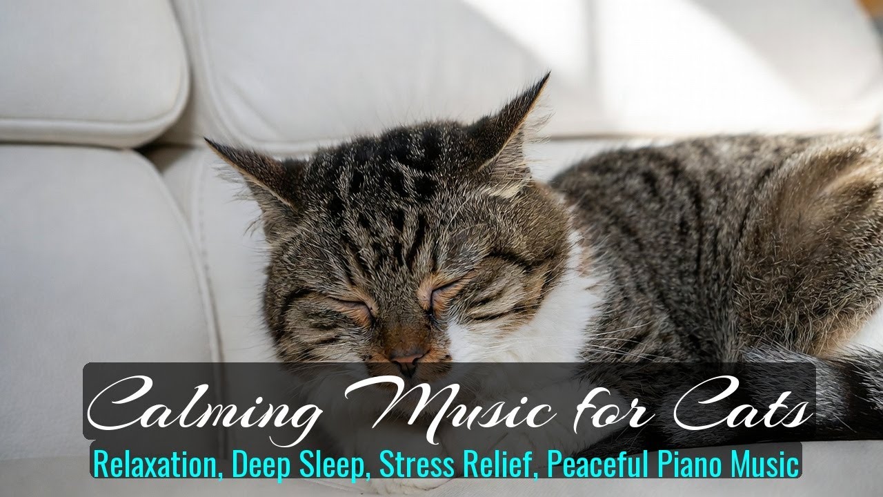 Calming Music for Cats - Relaxation, Deep Sleep, Stress Relief, Peaceful Piano Music | Season 57