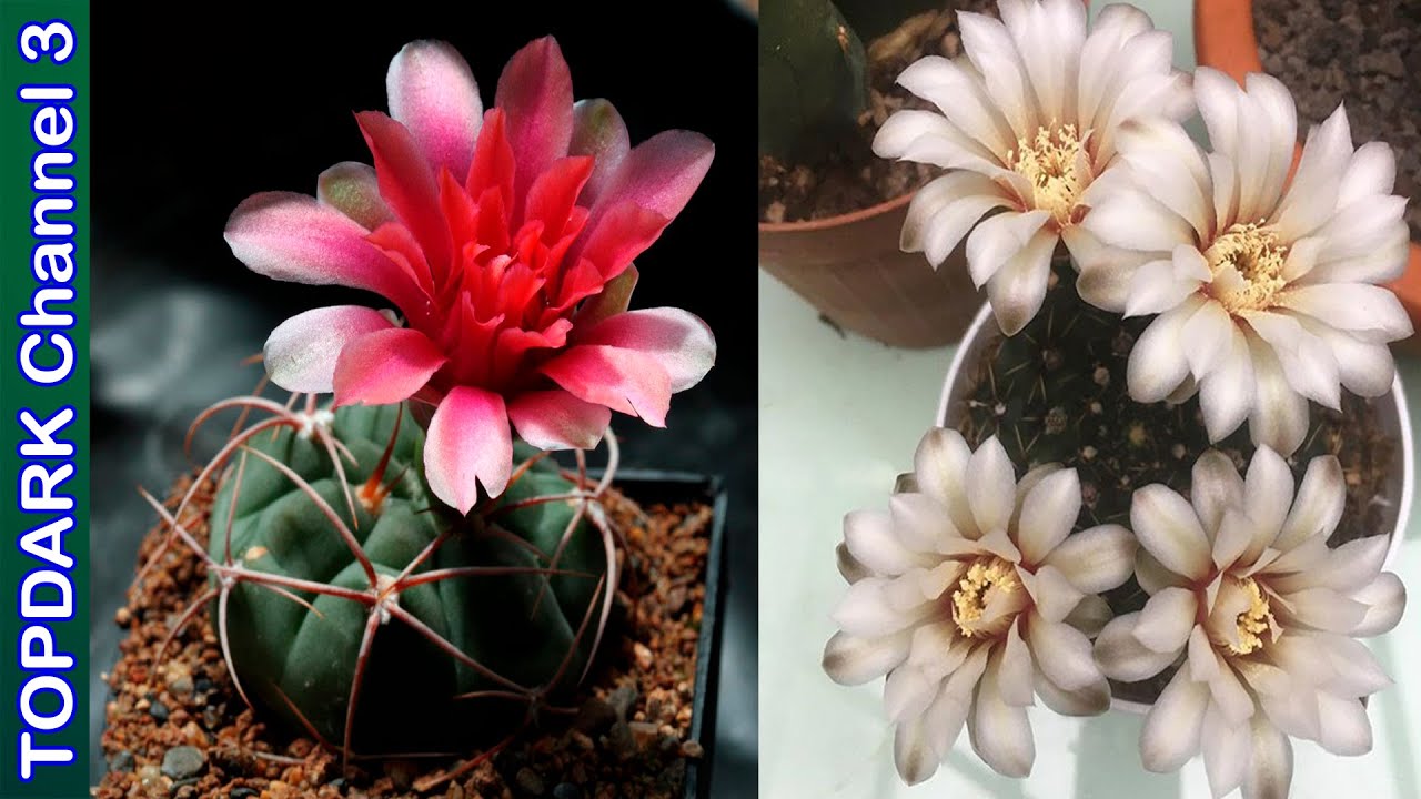 15 Variedades de Gymnocalycium