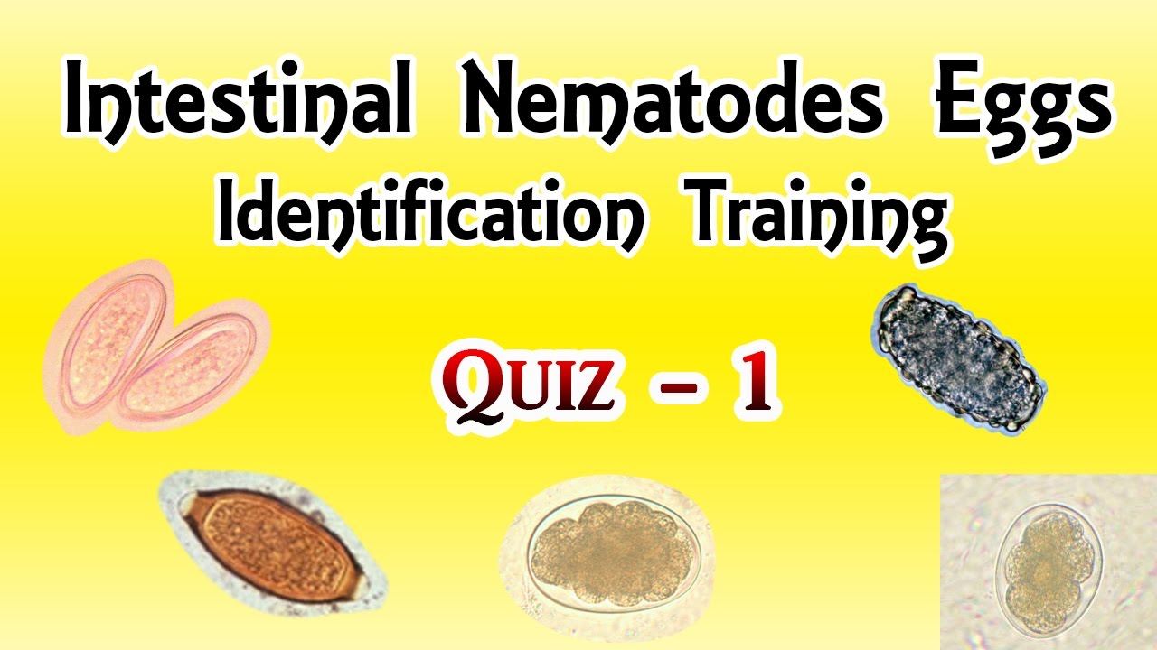 Intestinal Nematodes Eggs Identification Training Quiz 1/4