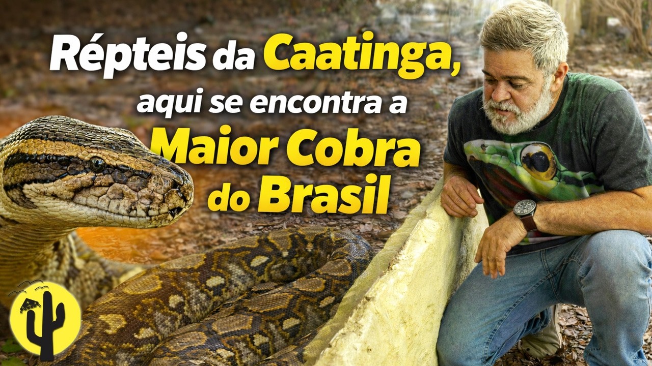 Répteis da Caatinga, aqui estão as 4 COBRAS mais Venenosas do Brasil - Parte 02 🌵