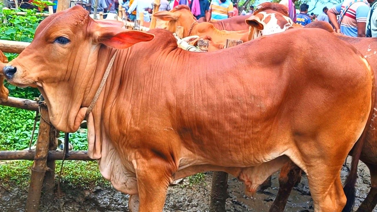 @আজ ১ জানুয়ারি"২৫ | হাট শুরুতে শাহীওয়াল জাতের ষাড় বাছুর গরুর বেচা-কেনা দিনাজপুরের রানীগঞ্জ হাটে?