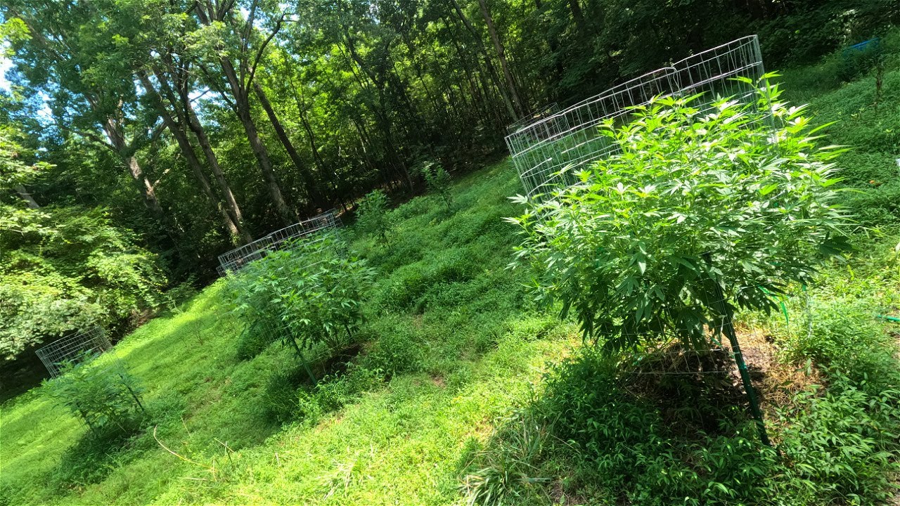 2023 Outdoor Cannabis grow site 1 July 20th update! ALL Organic!