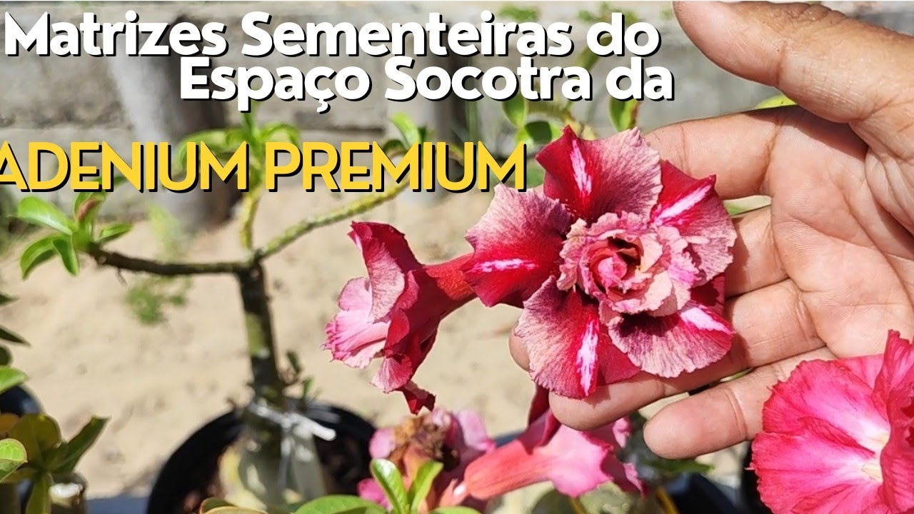 Conheça uma das mais belas produções de Rosa do Deserto do Brasil