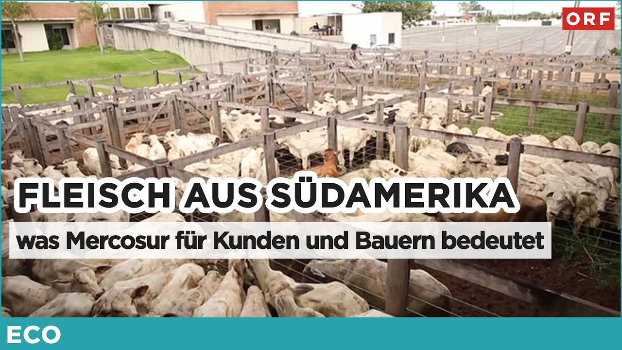 Fleisch aus Südamerika - was Mercosur für Kunden und Bauern bedeutet | ECO 15.01.2026