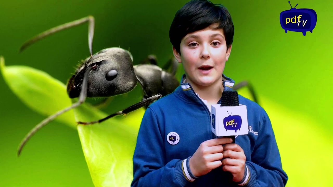 Canal pdfTV-  Noticiario 1