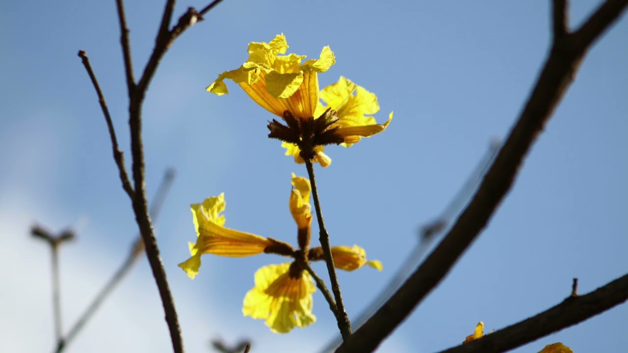 Só  flores