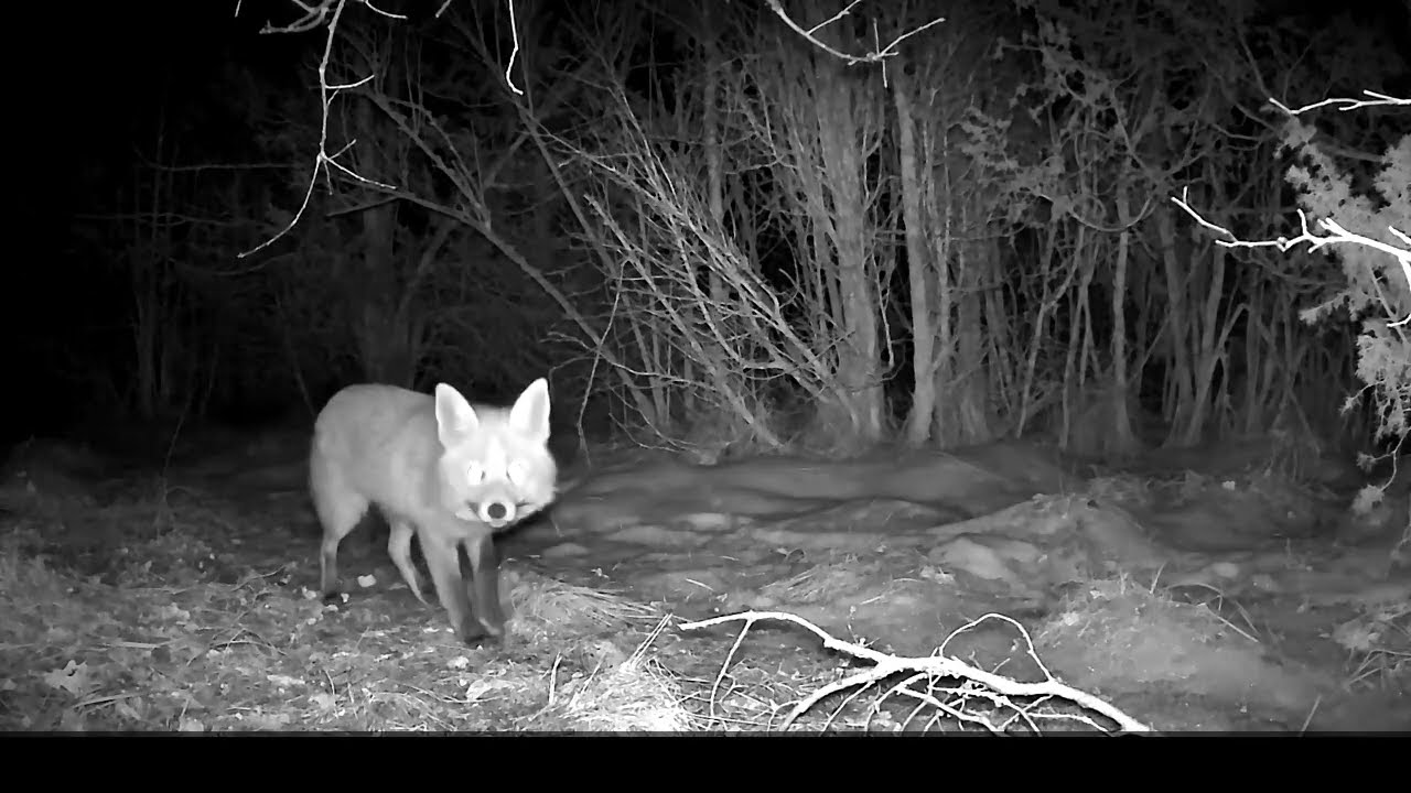 Rajakaamera vol 45 / #estonia #fox #trailcamera