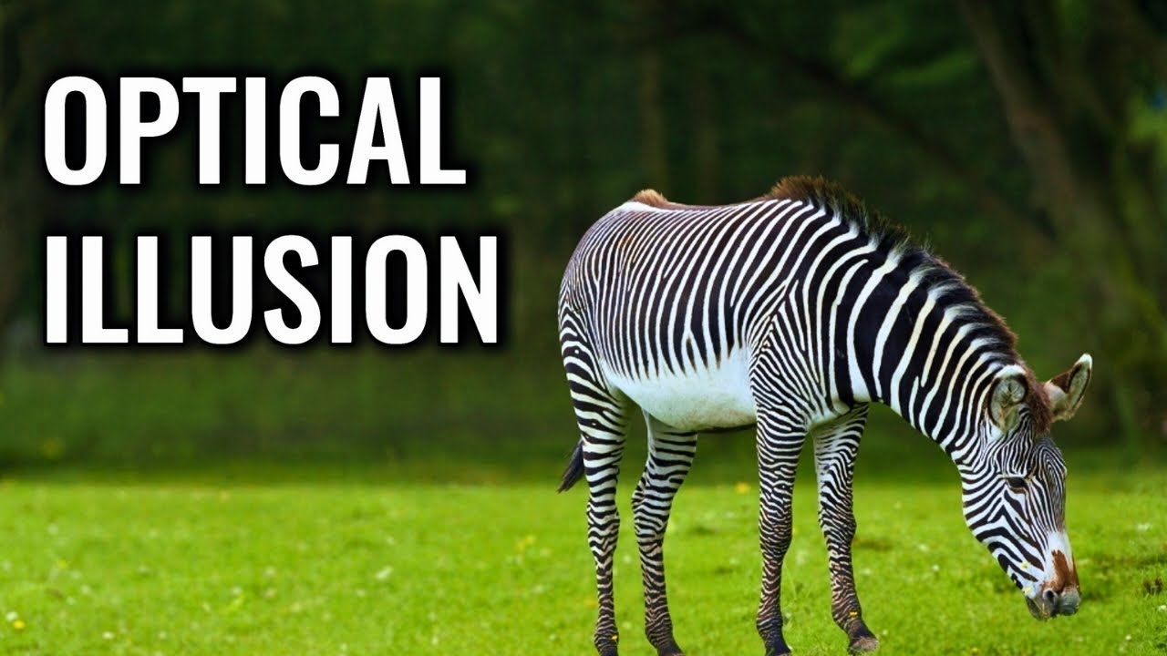Полоски зебры: величайшая оптическая иллюзия природы