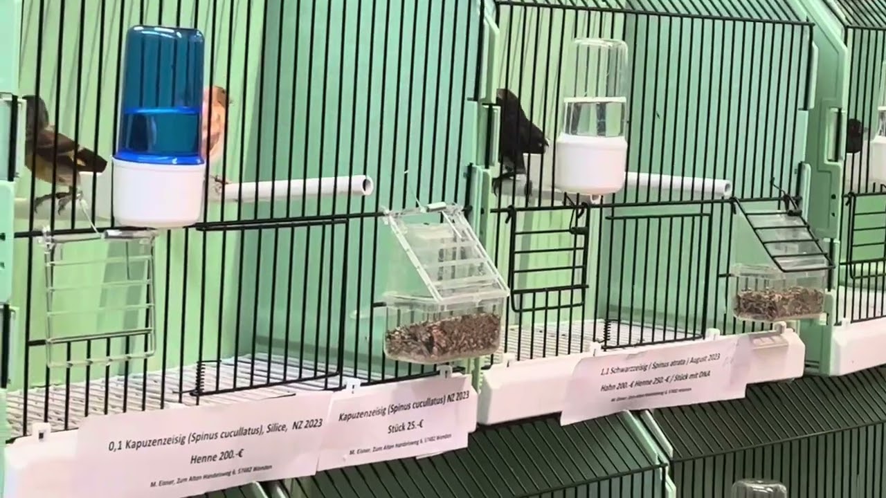 Vogel B&ouml;rse 🕊 Lingen M&auml;rz 2024 Bird Market 🇩🇪 Germany