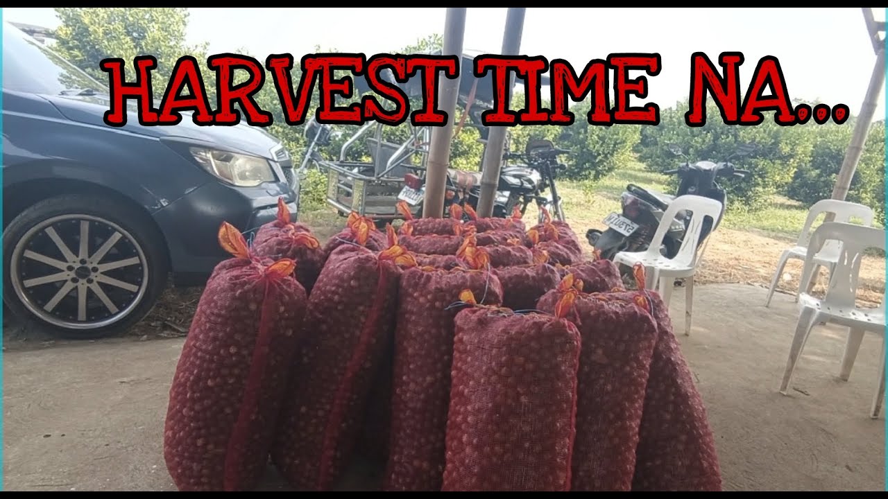 PAG HARVEST NG KALAMANSI SA LYN FARM...