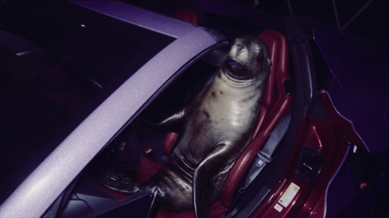bleood - i love seals